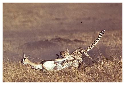 ../Images/gepard15.jpg