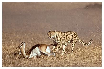 ../Images/gepard16.jpg