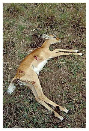 ../Images/gepard17.jpg