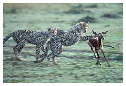 ../Images/gepard18.jpg