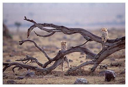 ../Images/gepard22.jpg