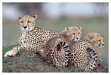 ../Images/gepard23.jpg