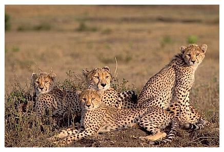 ../Images/gepard26.jpg