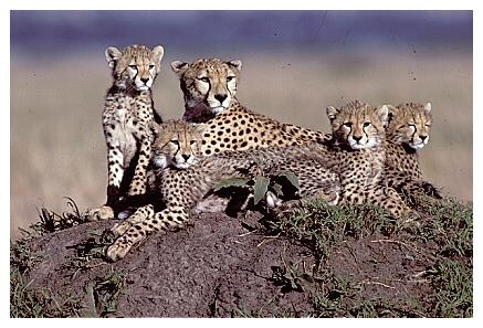 ../Images/gepard27.jpg
