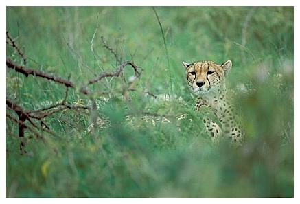 ../Images/gepard28.jpg