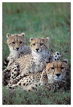 ../Images/gepard29.jpg