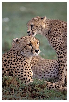 ../Images/gepard30.jpg