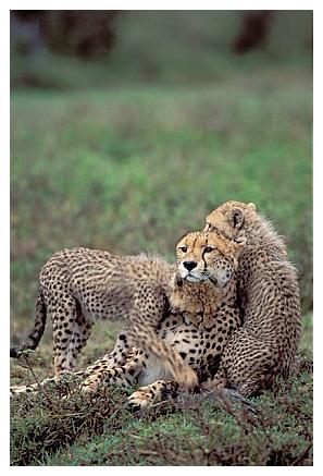 ../Images/gepard31.jpg
