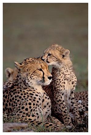 ../Images/gepard32.jpg