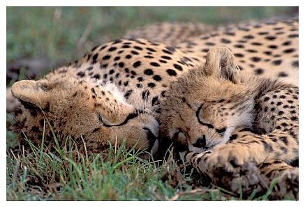 ../Images/gepard33.jpg