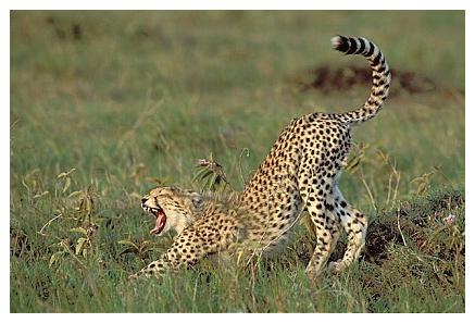 ../Images/gepard34.jpg
