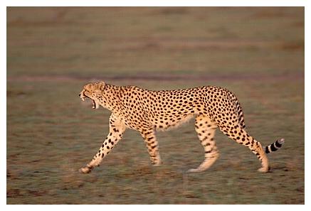 ../Images/gepard35.jpg
