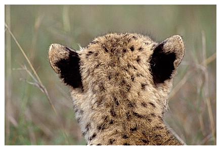 ../Images/gepard36.jpg