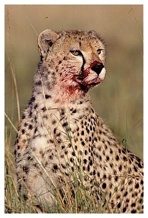 ../Images/gepard37.jpg