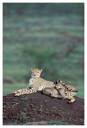 ../Images/gepard39.jpg