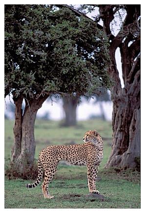 ../Images/gepard40.jpg