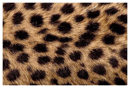 ../Images/gepard45.jpg