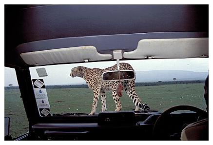 ../Images/gepard47.jpg