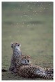 Thumbs/tn_gepard05.jpg