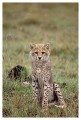 Thumbs/tn_gepard08.jpg