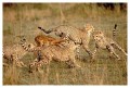 Thumbs/tn_gepard09.jpg