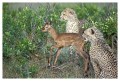Thumbs/tn_gepard11.jpg
