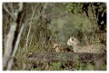Thumbs/tn_gepard12.jpg
