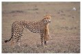 Thumbs/tn_gepard13.jpg