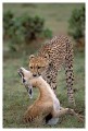 Thumbs/tn_gepard14.jpg