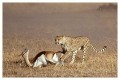 Thumbs/tn_gepard16.jpg