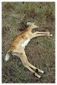Thumbs/tn_gepard17.jpg