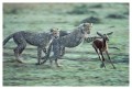 Thumbs/tn_gepard18.jpg