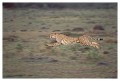 Thumbs/tn_gepard19.jpg