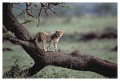 Thumbs/tn_gepard21.jpg