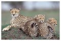 Thumbs/tn_gepard23.jpg