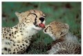Thumbs/tn_gepard24.jpg
