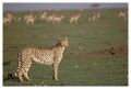 Thumbs/tn_gepard25.jpg