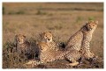 Thumbs/tn_gepard26.jpg