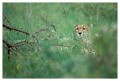 Thumbs/tn_gepard28.jpg