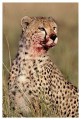 Thumbs/tn_gepard37.jpg