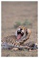Thumbs/tn_gepard38.jpg