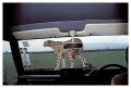 Thumbs/tn_gepard47.jpg