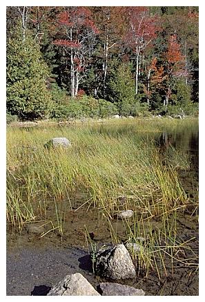 ../Images/gp-acadia33.jpg