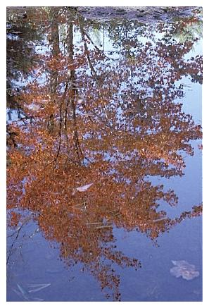../Images/gp-acadia39.jpg