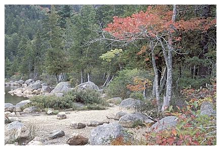 ../Images/gp-acadia40.jpg