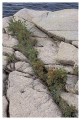 Thumbs/tn_gp-acadia01.jpg