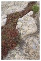 Thumbs/tn_gp-acadia03.jpg