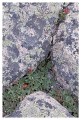 Thumbs/tn_gp-acadia05.jpg