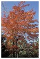 Thumbs/tn_gp-acadia38.jpg