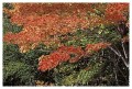 Thumbs/tn_gp-acadia41.jpg